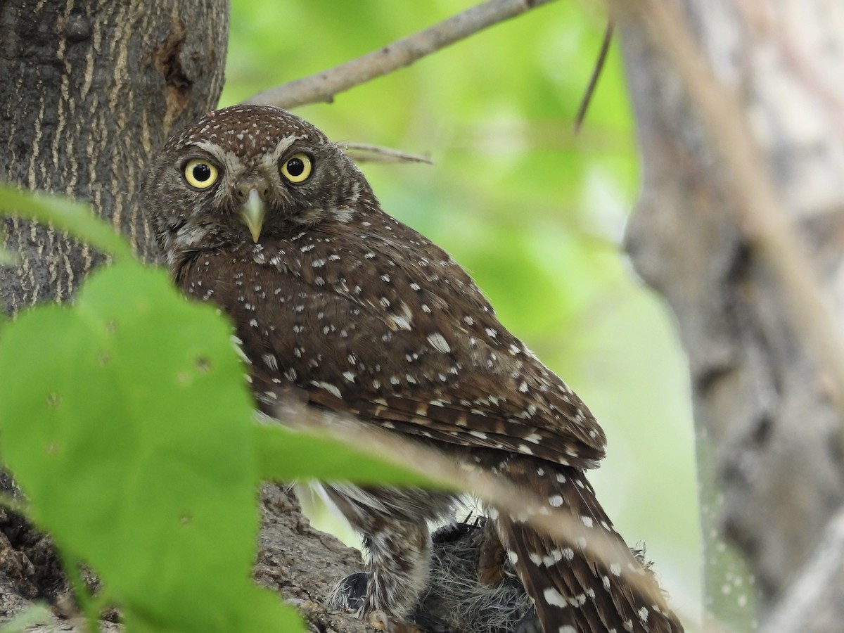 Pearl-spotted Owlet - ML645392703
