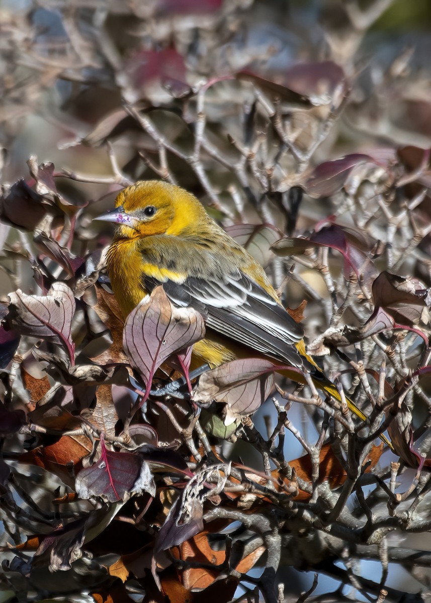 Baltimore Oriole - ML645392716