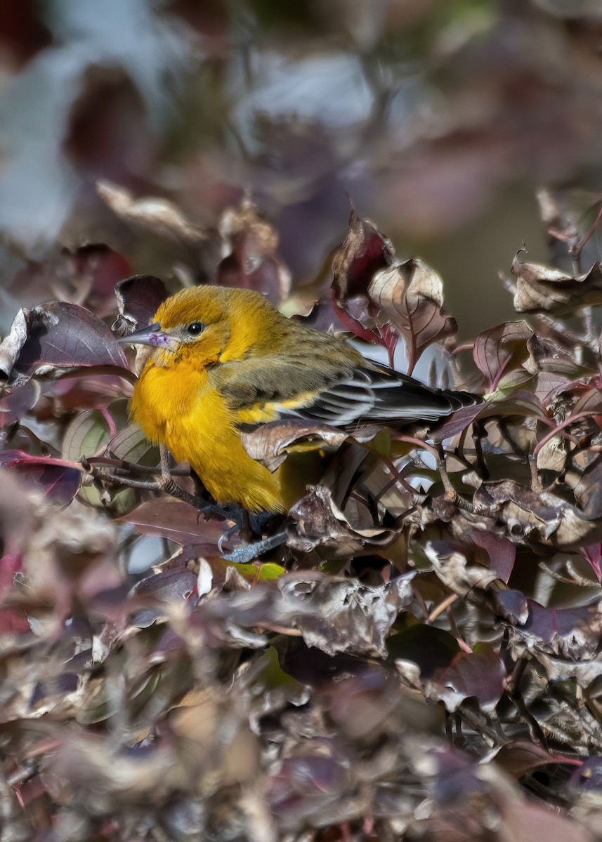 Baltimore Oriole - ML645392718