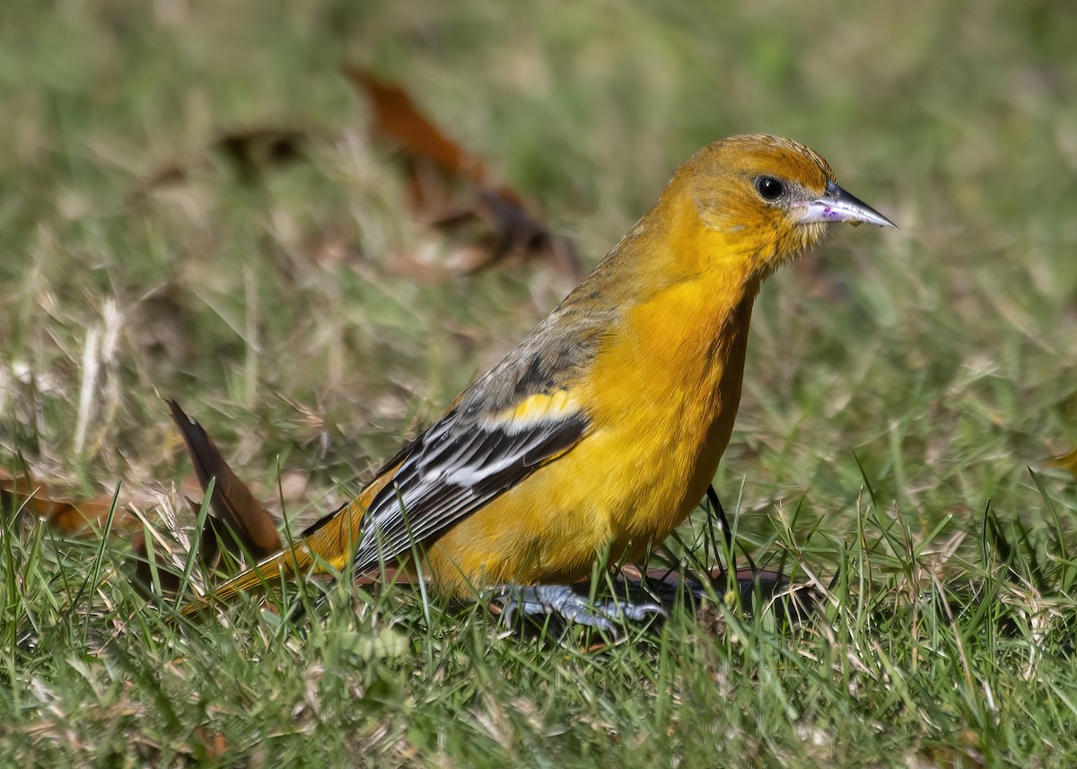 Baltimore Oriole - ML645392720