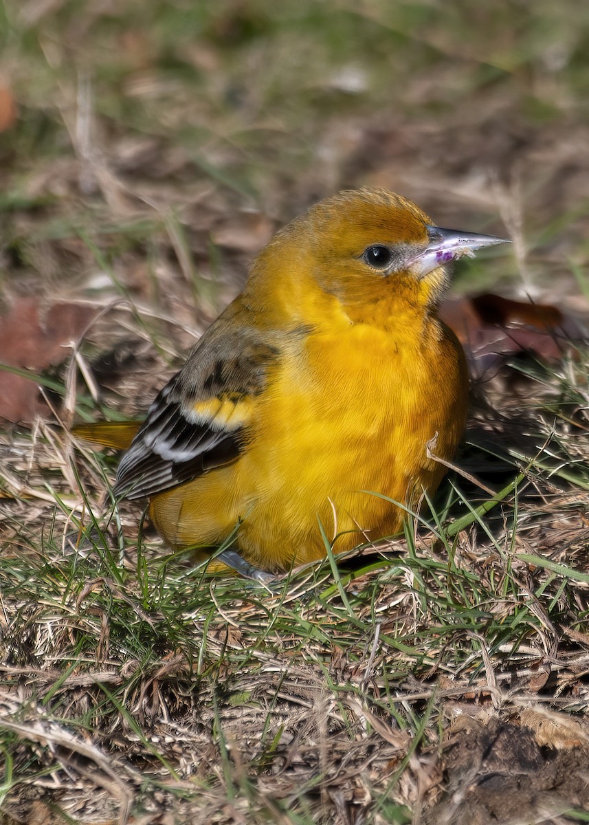 Baltimore Oriole - ML645392723