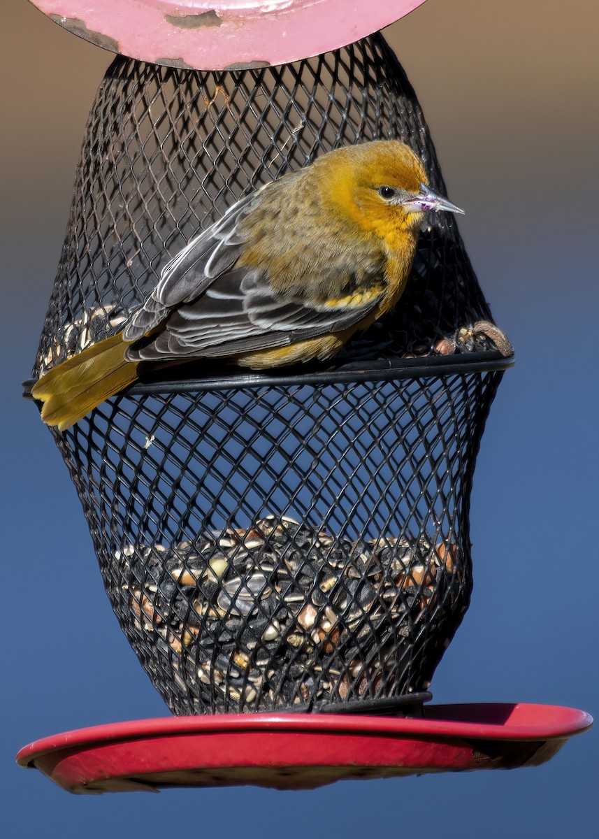 Baltimore Oriole - ML645392726