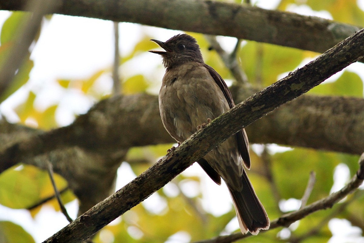Pale-breasted Thrush - ML645392765