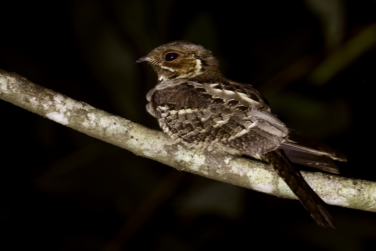 Maharadschanachtschwalbe - ML645392767