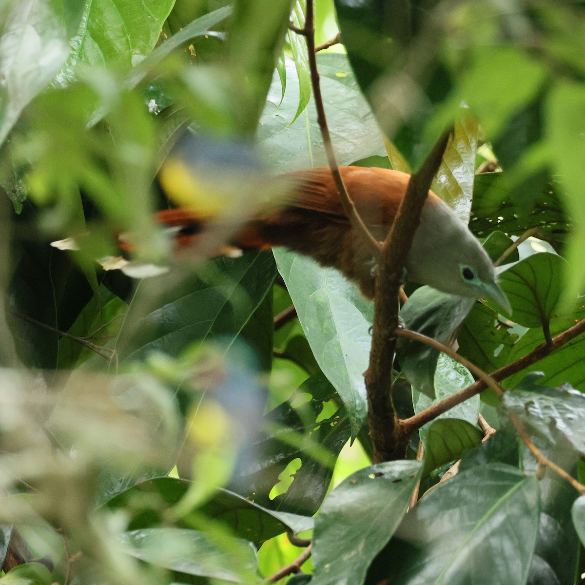 Raffles's Malkoha - ML645392769