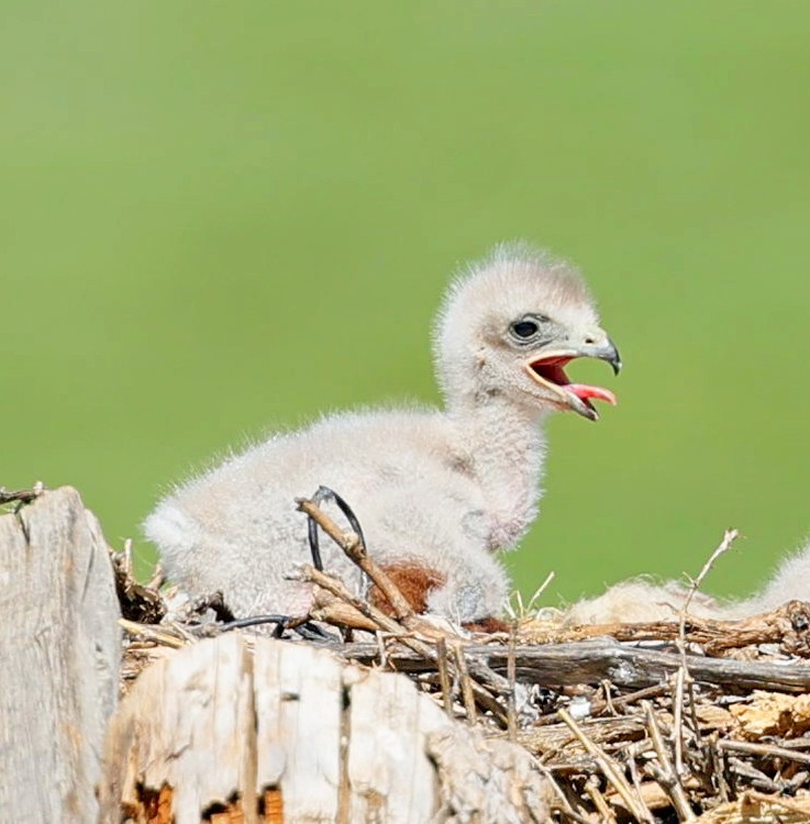 Upland Buzzard - ML645392770