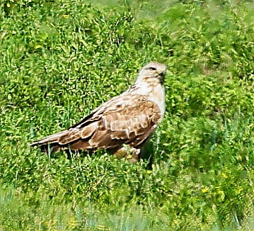 Upland Buzzard - ML645392771