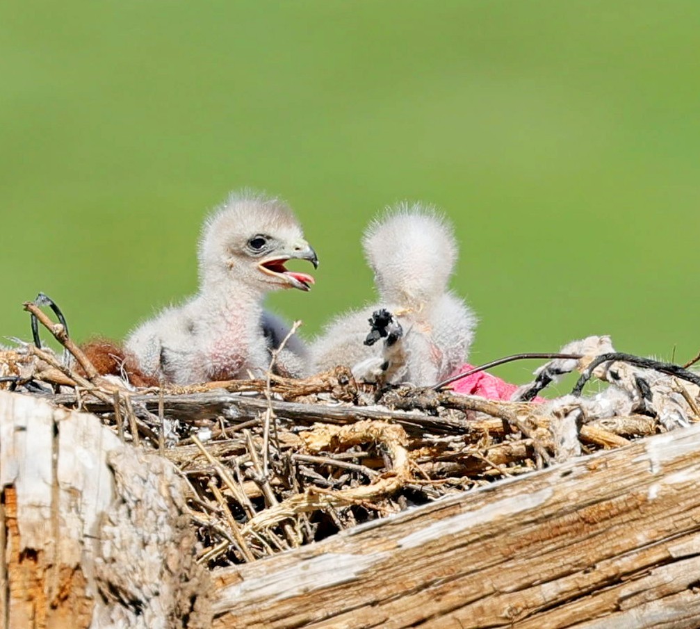 Upland Buzzard - ML645392772