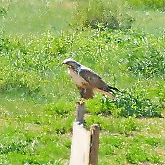 Upland Buzzard - ML645392773