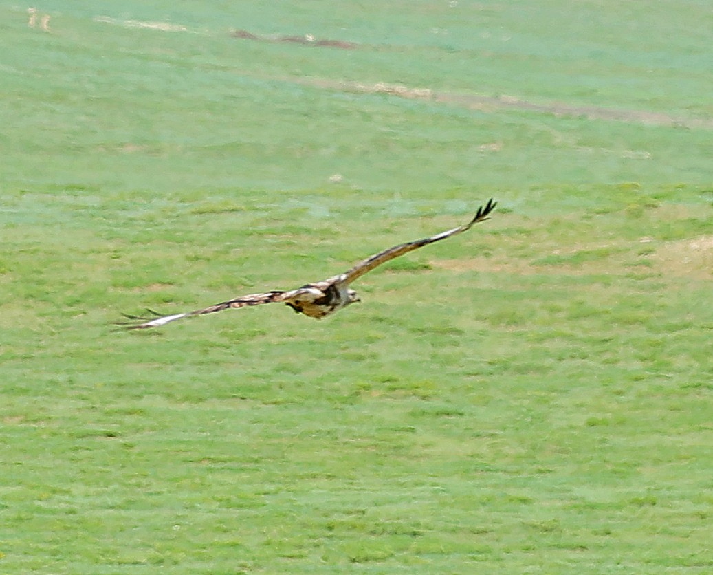 Upland Buzzard - ML645392774