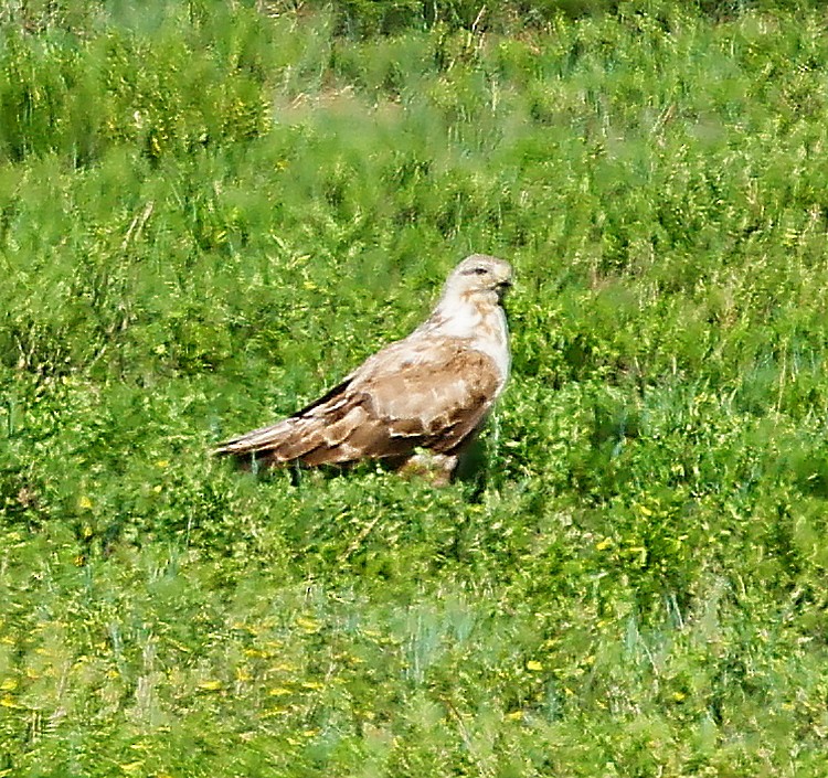 Upland Buzzard - ML645392775