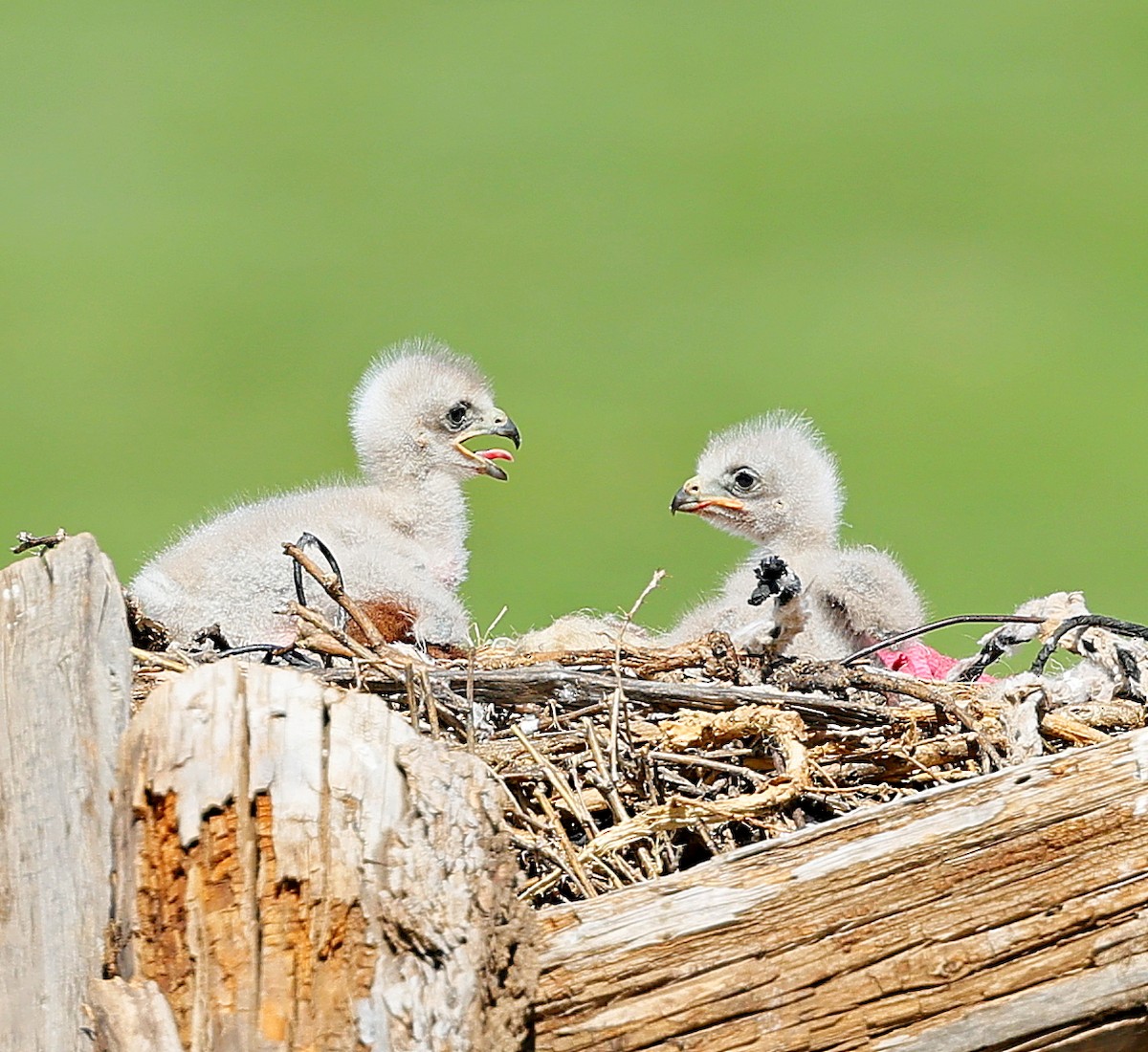 Upland Buzzard - ML645392776