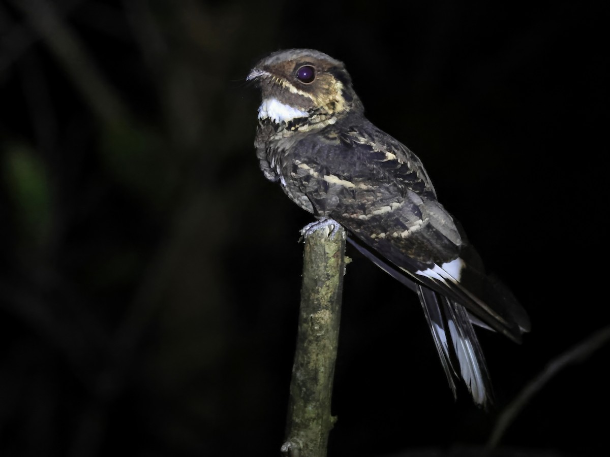 Maharadschanachtschwalbe - ML645392783