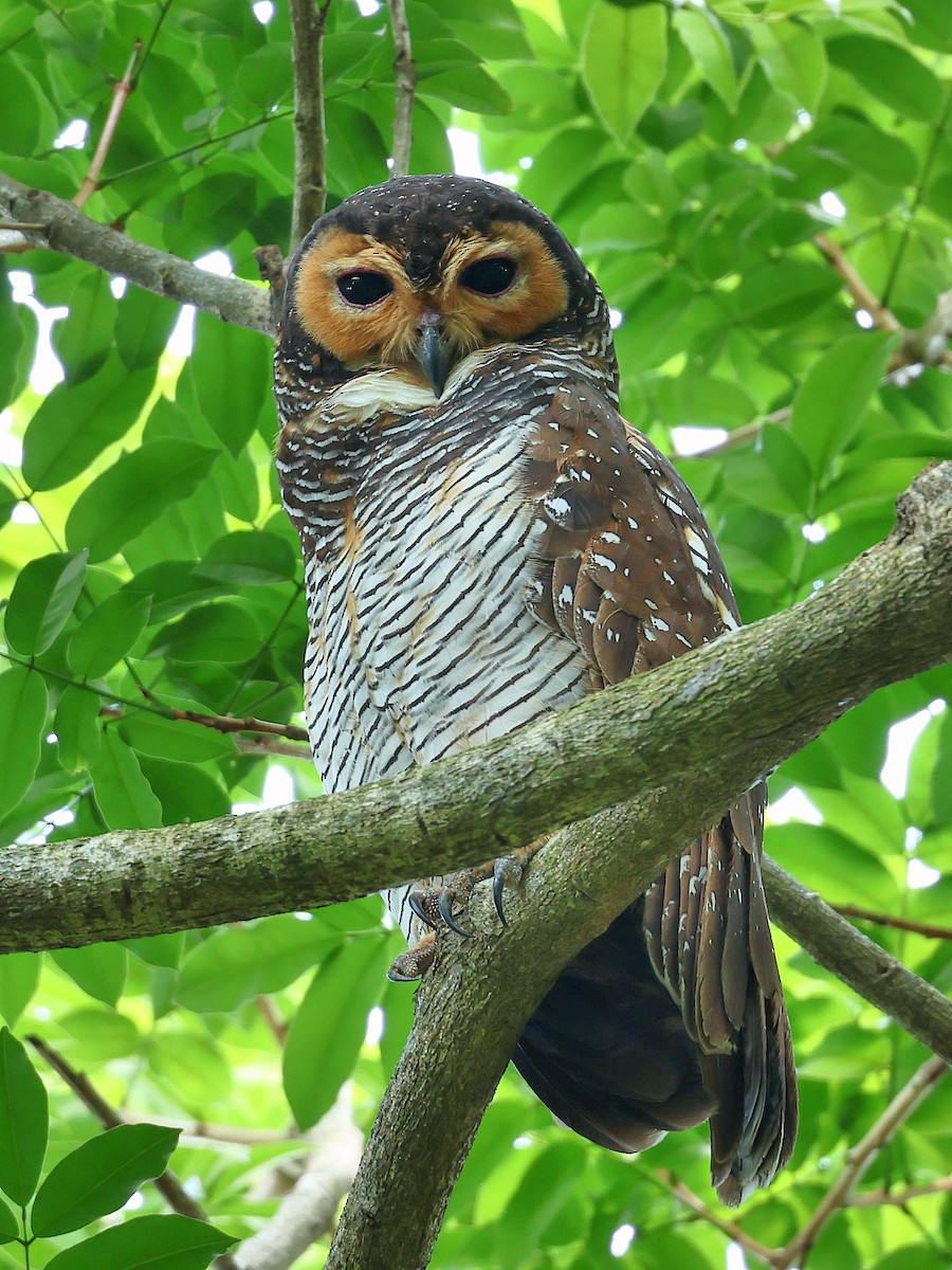Spotted Wood-Owl - ML645392790