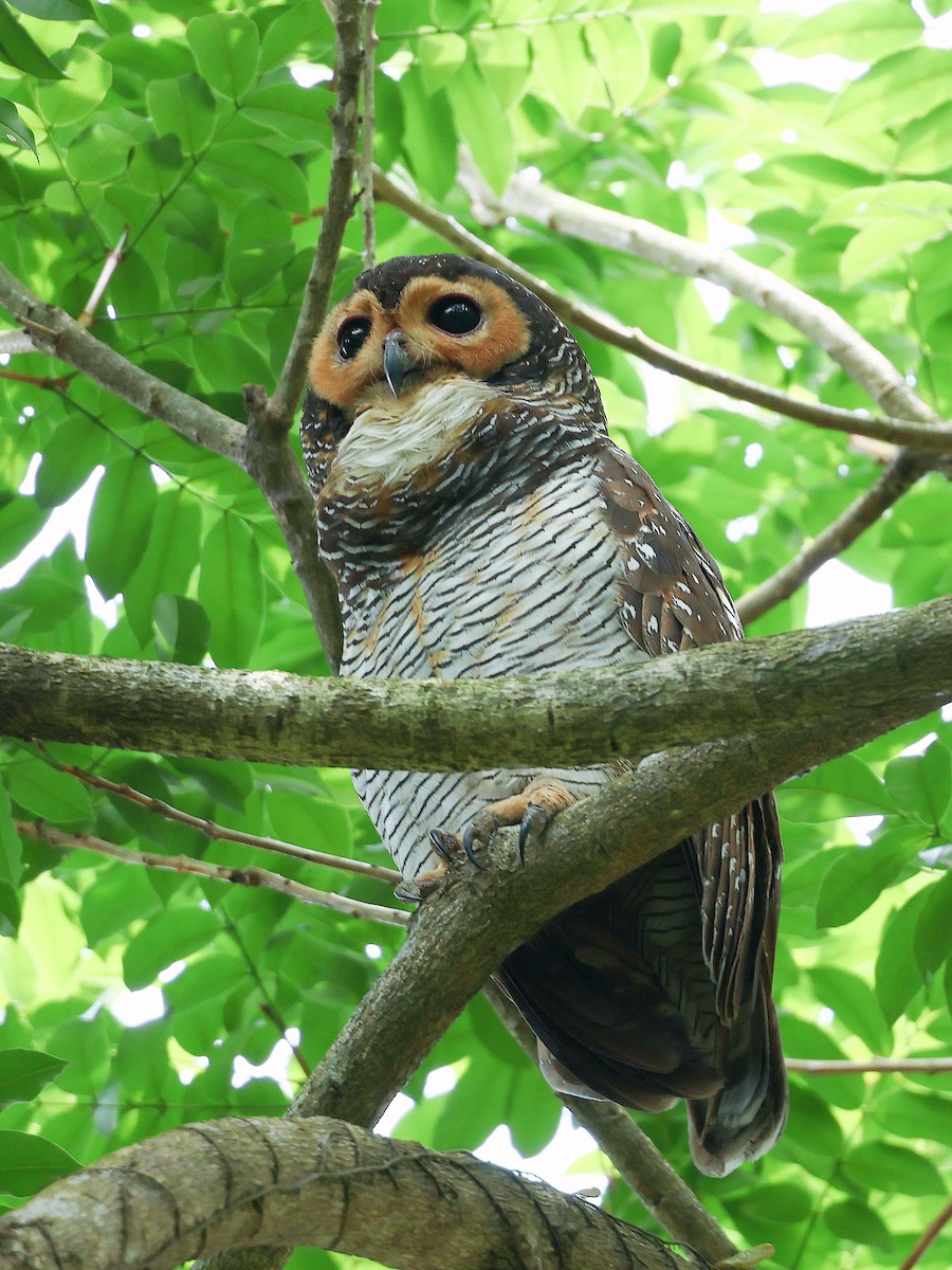 Spotted Wood-Owl - ML645392791