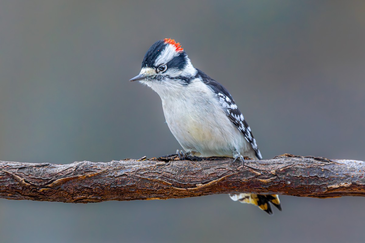Downy Woodpecker - ML645392798