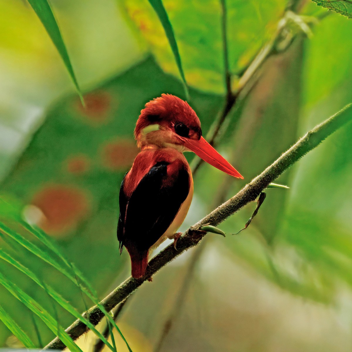 Rufous-backed Dwarf-Kingfisher - ML645392802
