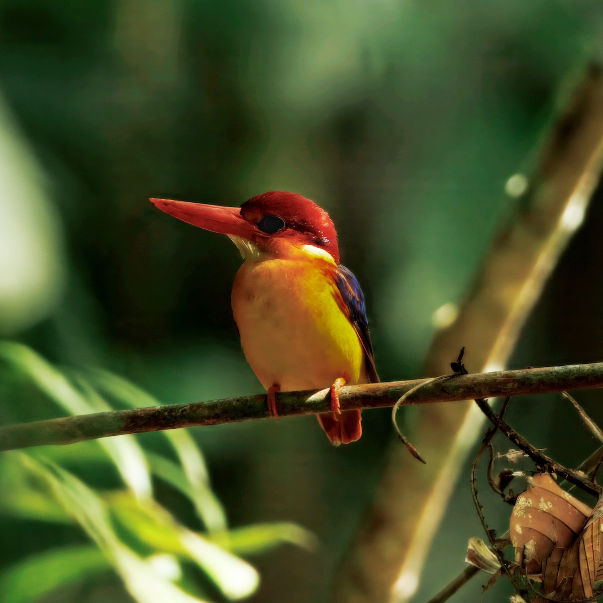 Rufous-backed Dwarf-Kingfisher - ML645392803