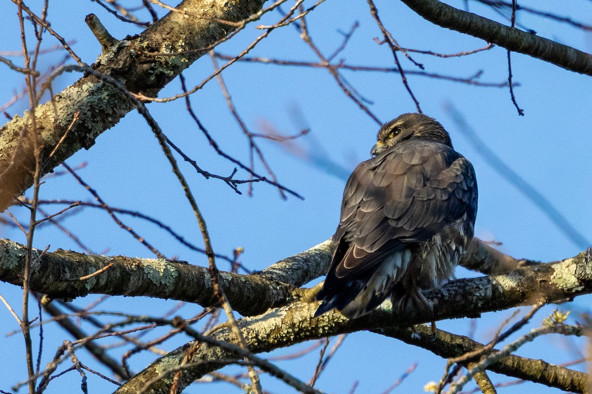 dřemlík tundrový - ML645392831