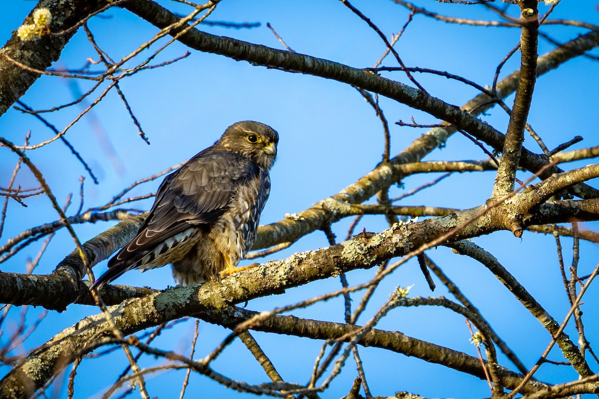 dřemlík tundrový - ML645392832