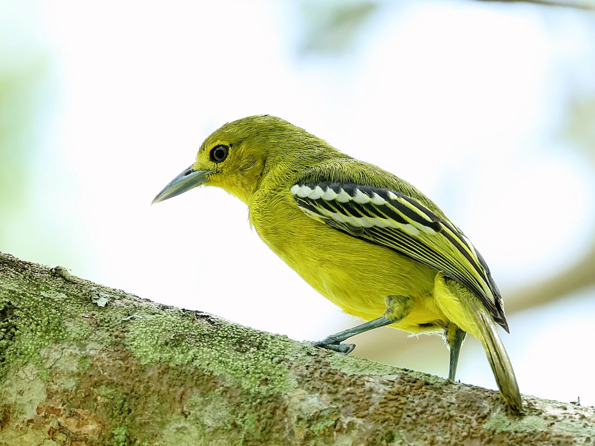 parkløvfugl - ML645392833