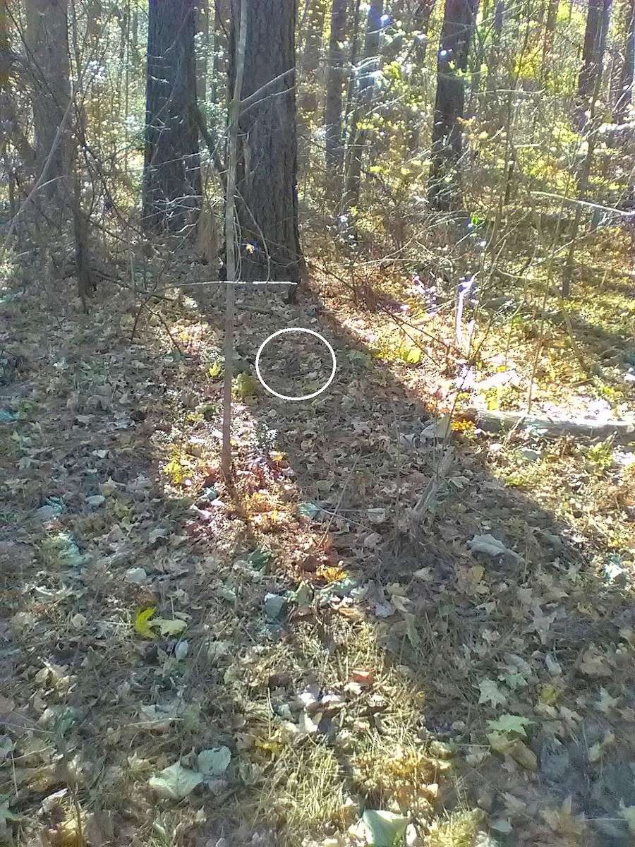 American Woodcock - ML645392846