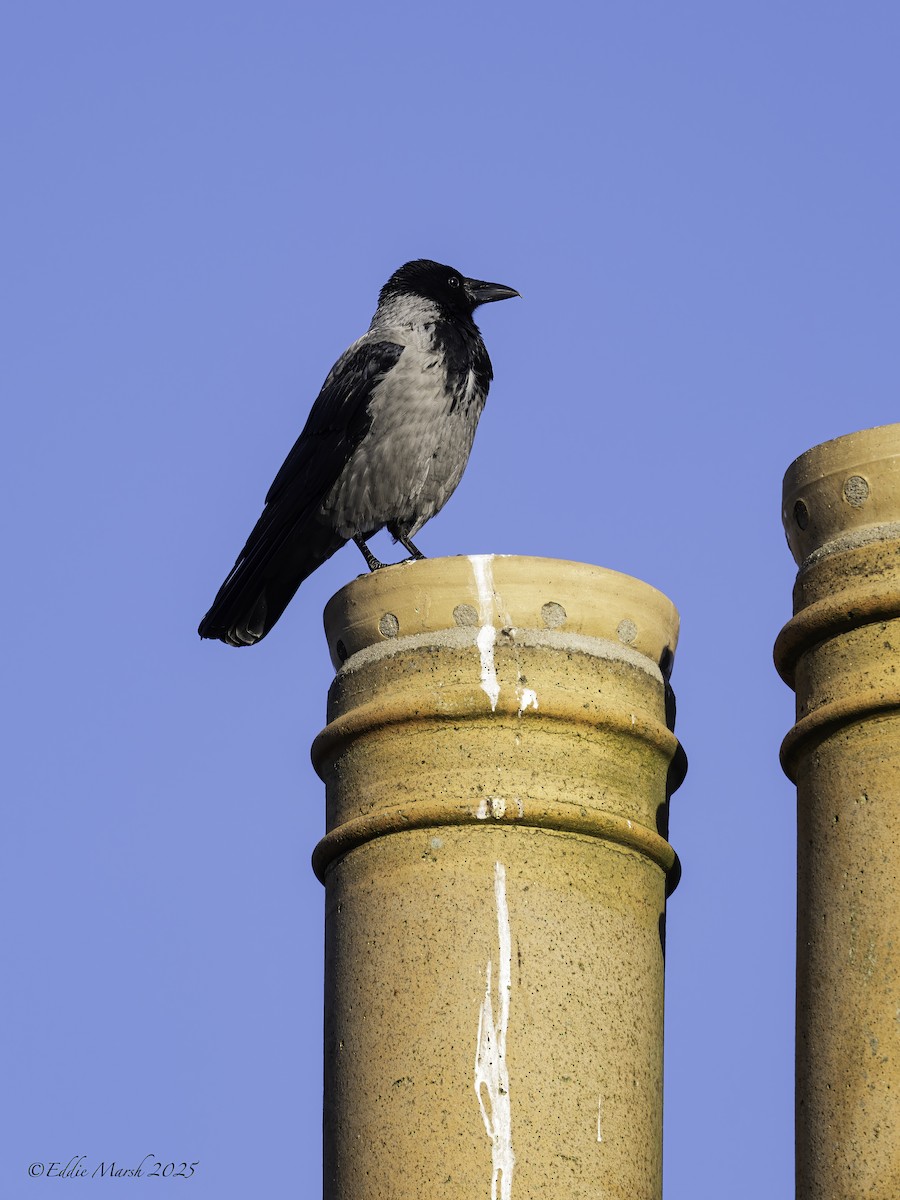 Hooded Crow - ML645392847