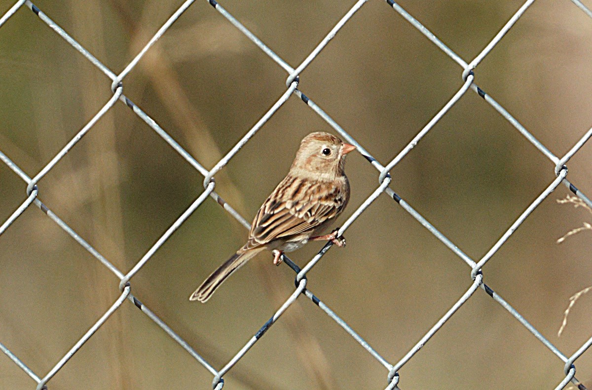 Field Sparrow - ML645392852