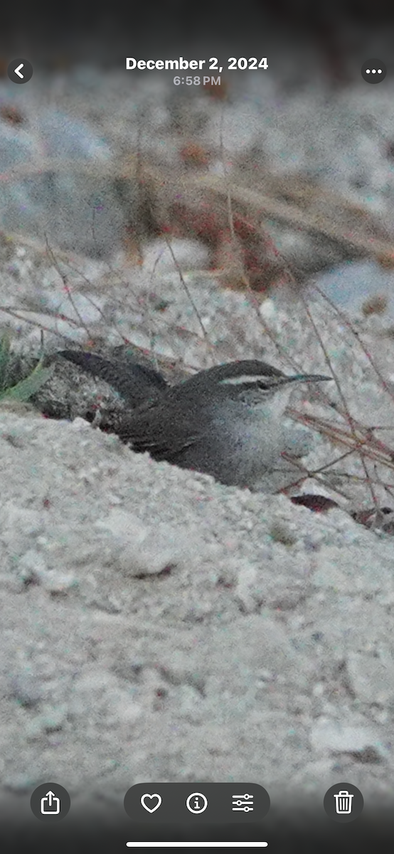 Підбуреник - ML645392858