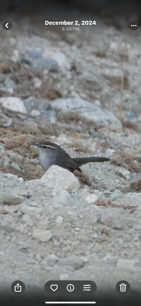 Підбуреник - ML645392859