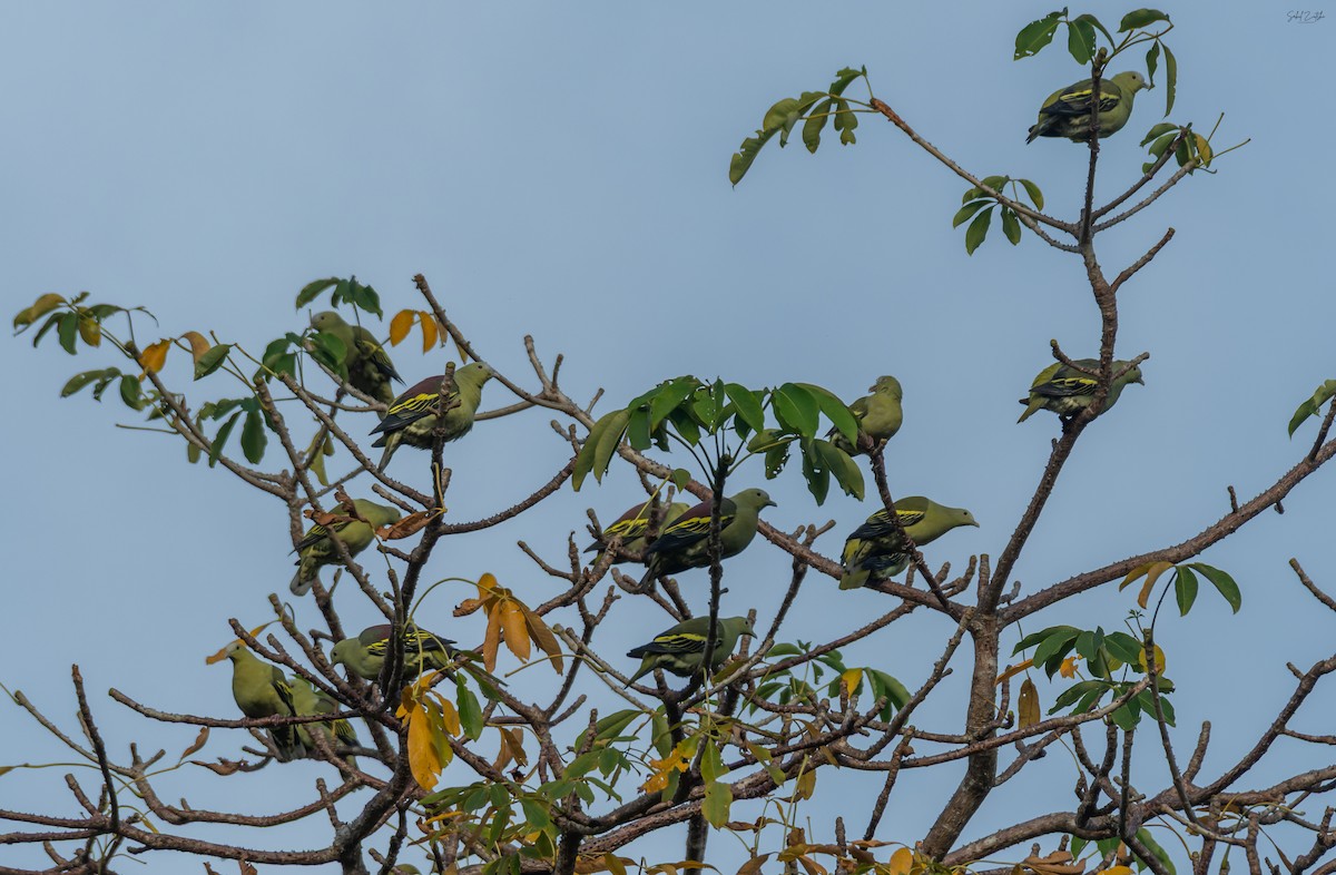 Colombar des Andaman - ML645392863