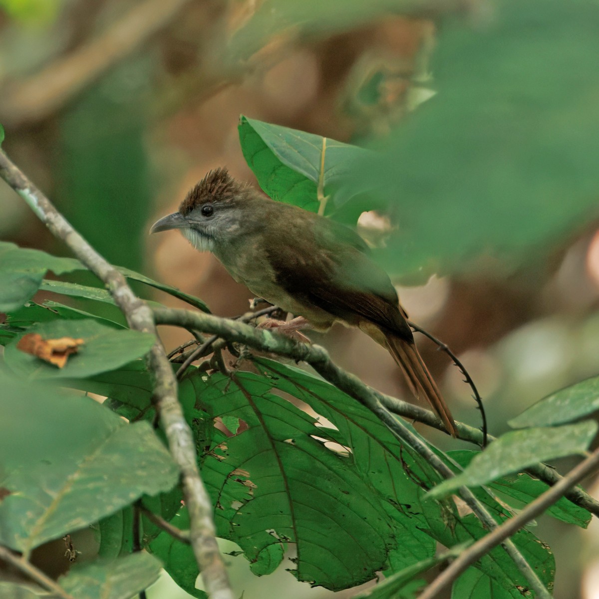 Grauwangenbülbül - ML645392869