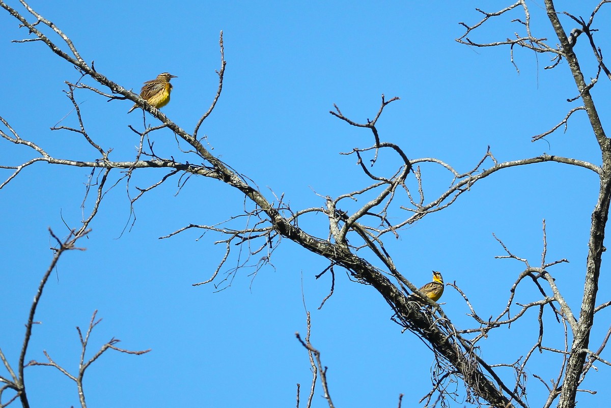 Eastern Meadowlark - ML645392875