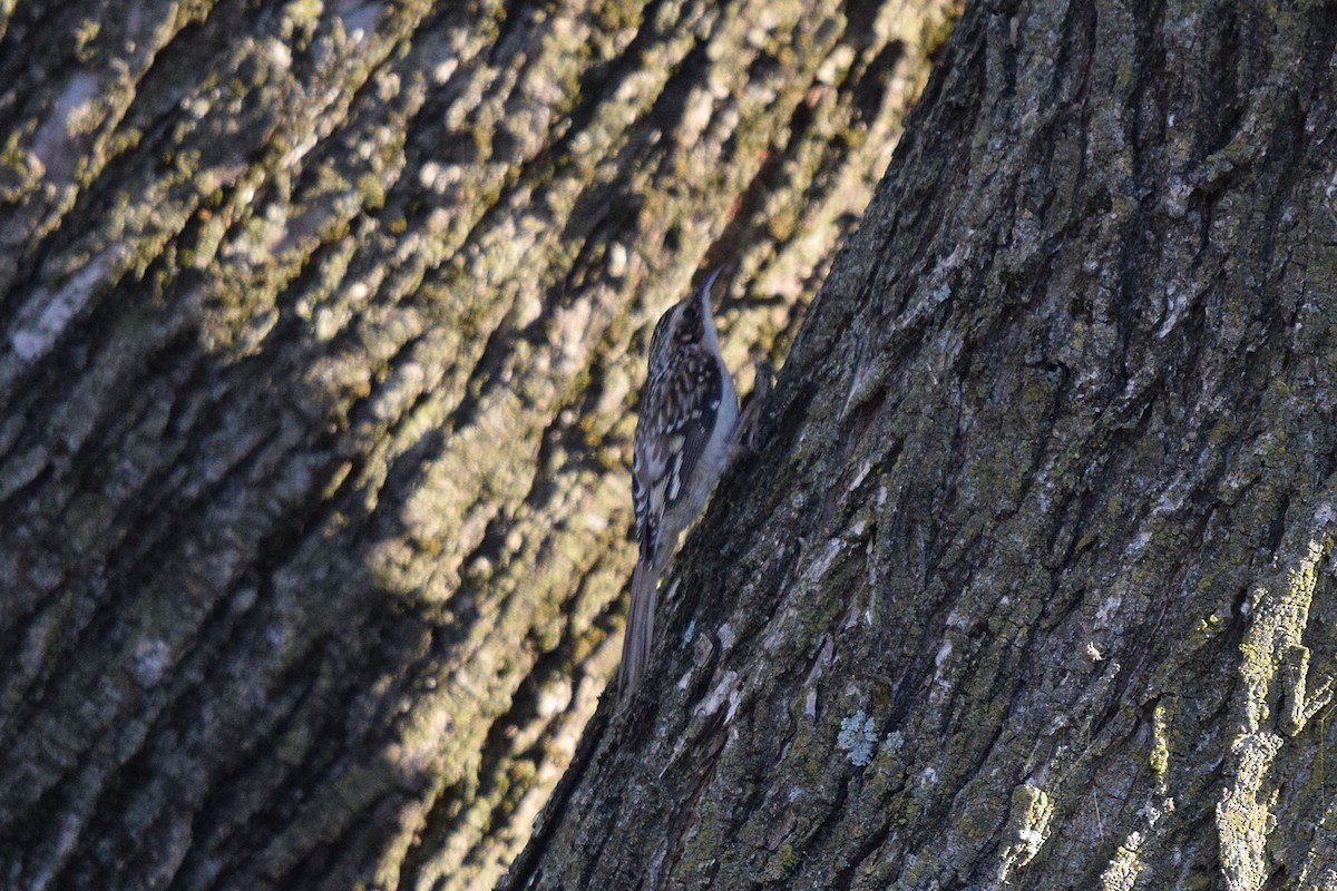 šoupálek americký - ML645392889