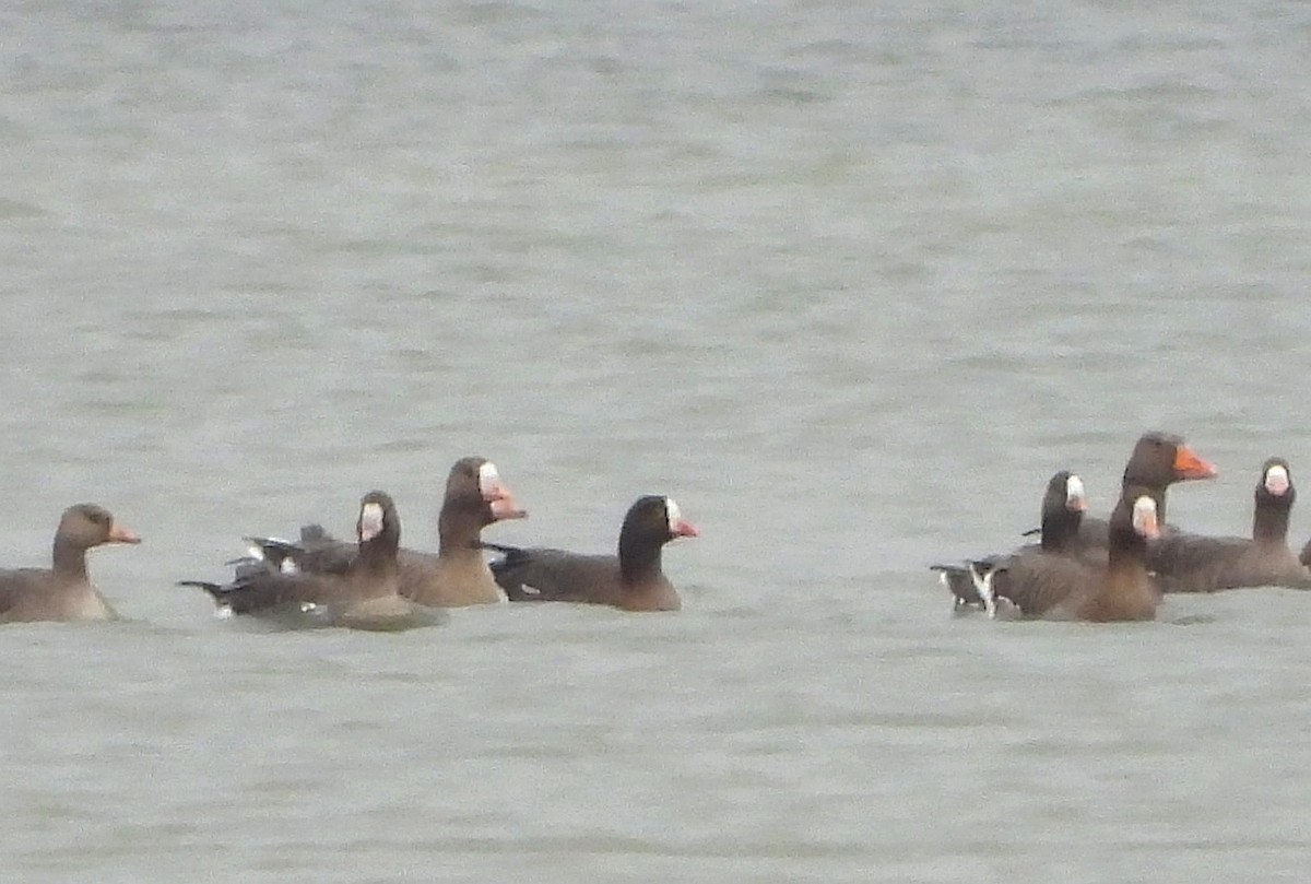 אווז קטן - ML645392896