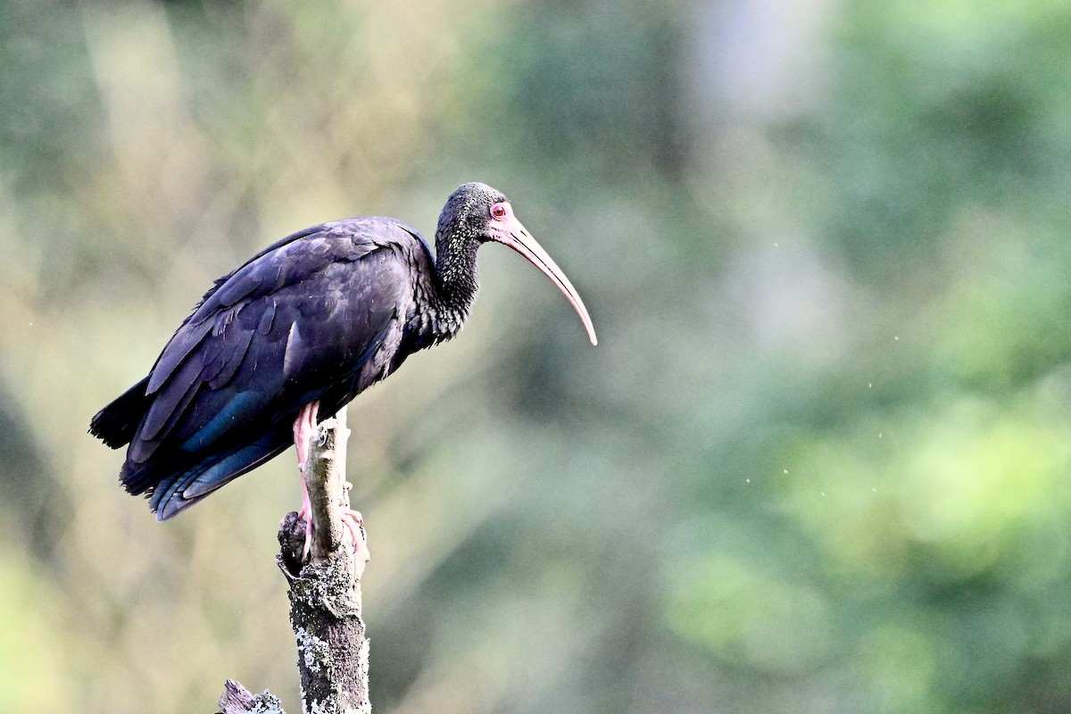 Ibis Afeitado - ML645392897