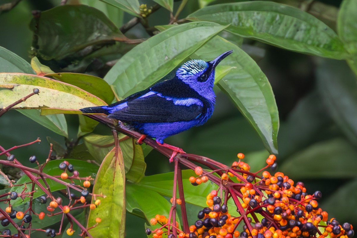 Red-legged Honeycreeper - ML645392902