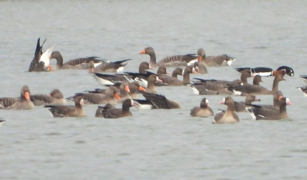 אווז קטן - ML645392904