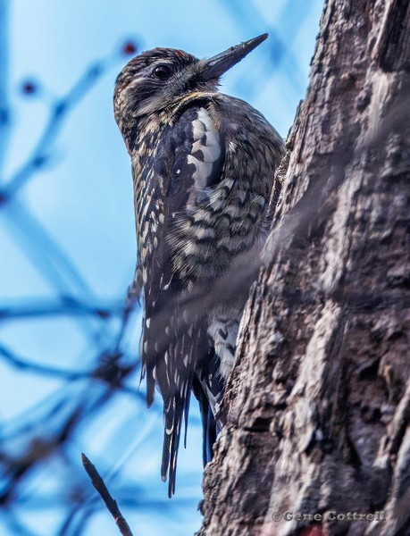 啄木鳥科 - ML645392907