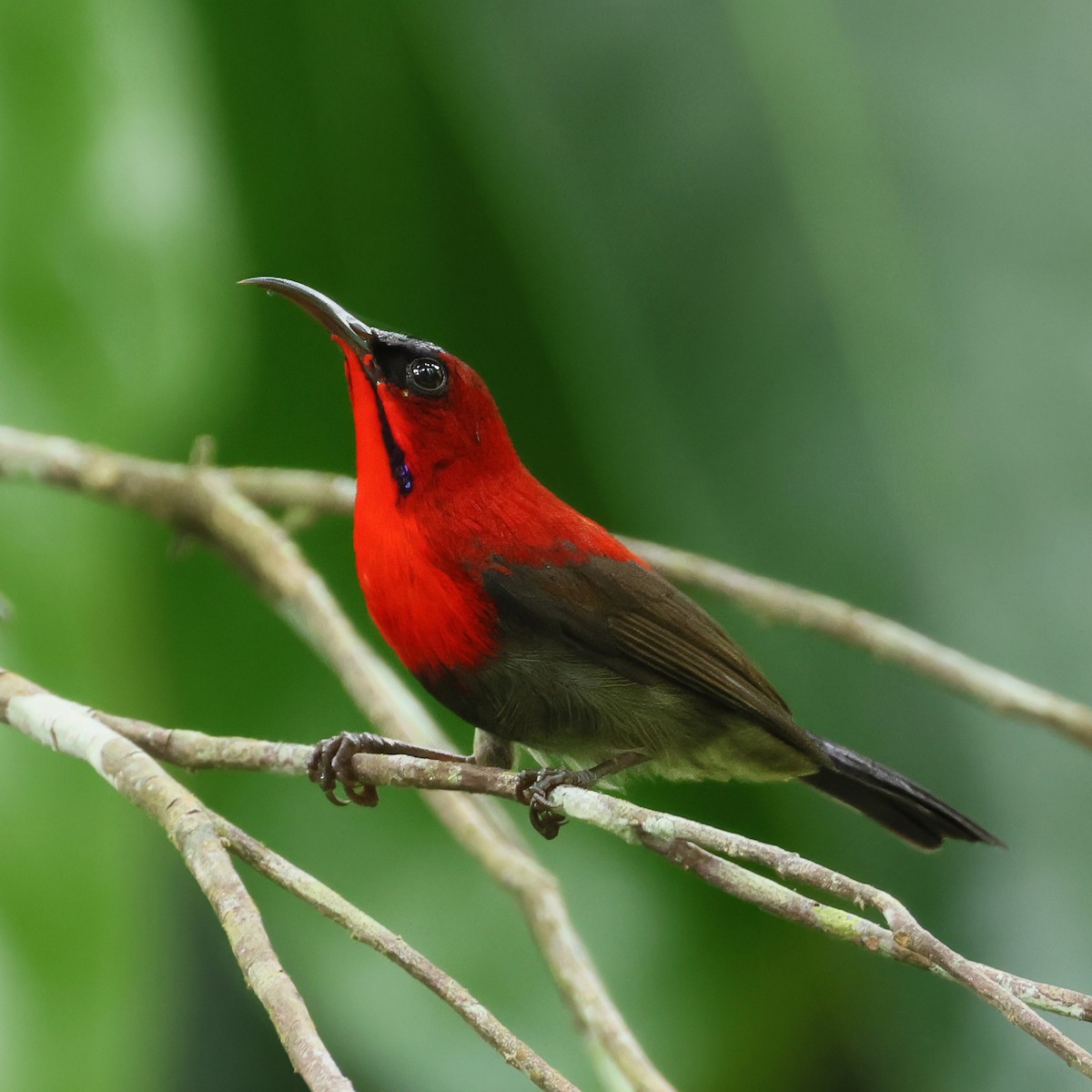 Karmesinnektarvogel - ML645392910