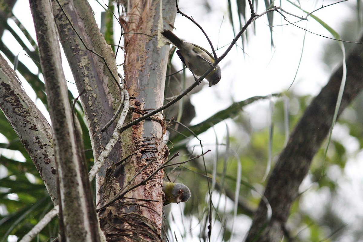 Rufous-browed Peppershrike - ML645392912