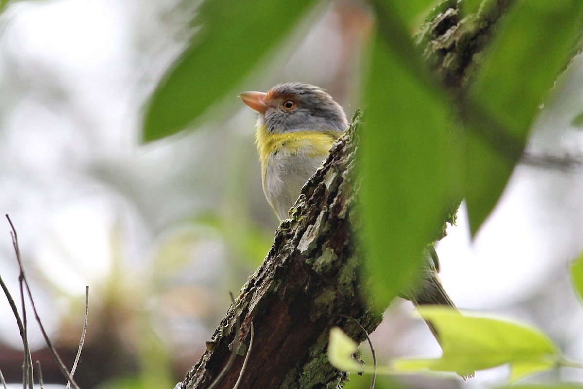Rufous-browed Peppershrike - ML645392913