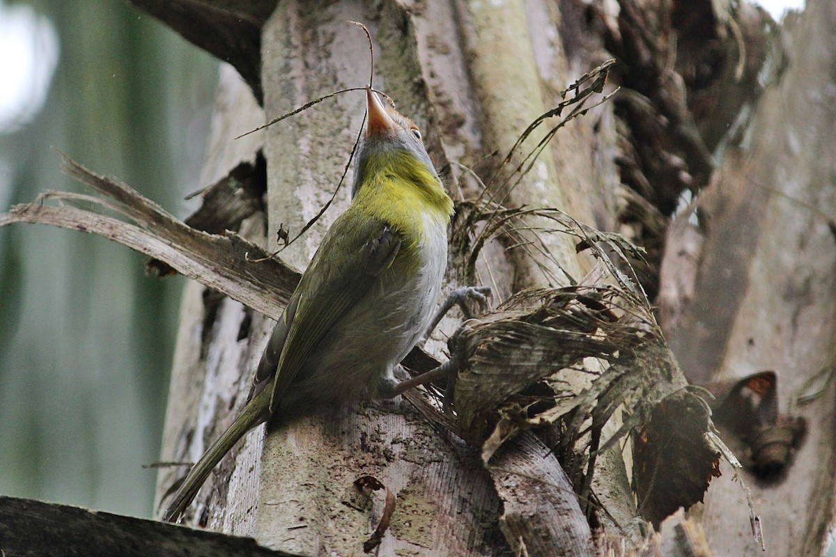 Rufous-browed Peppershrike - ML645392914
