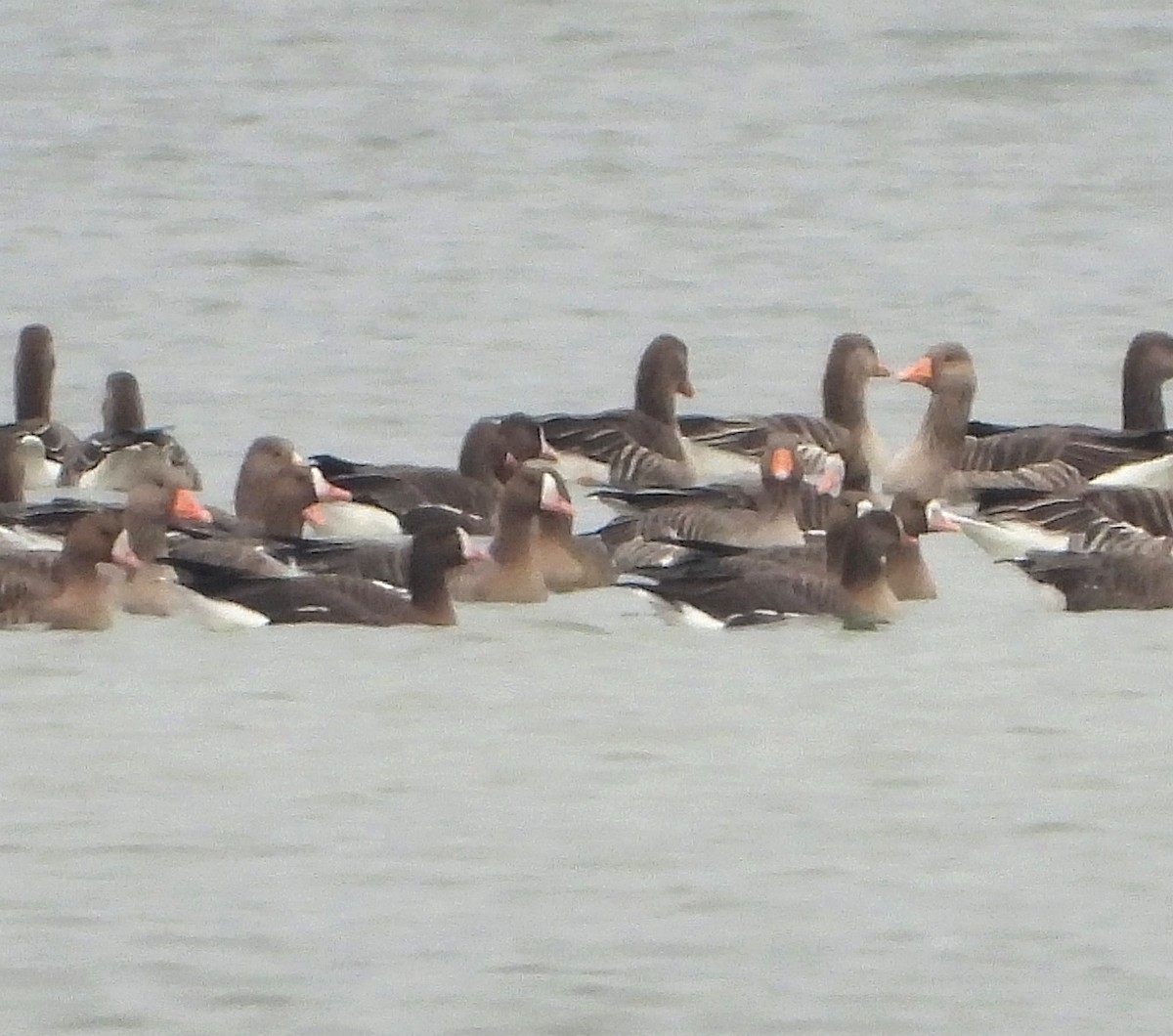 אווז קטן - ML645392915