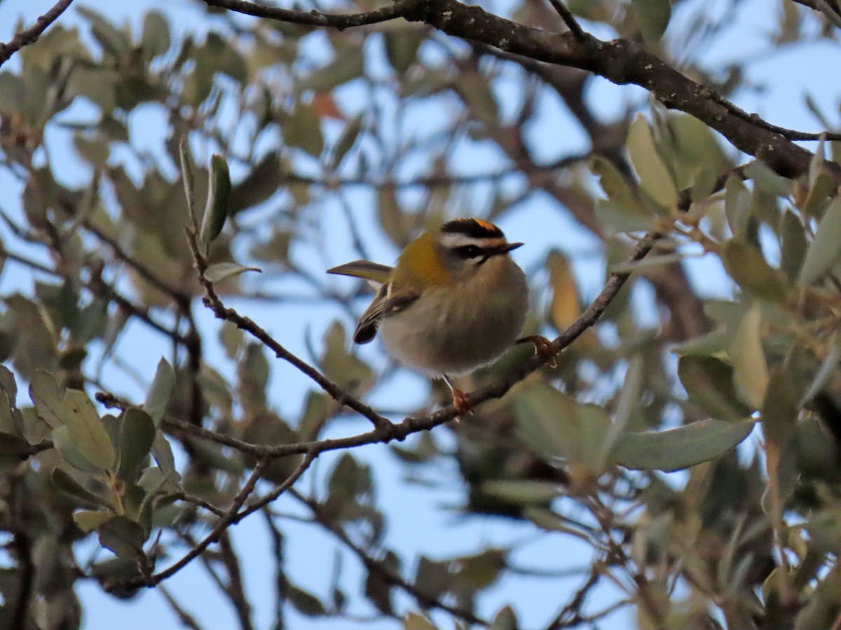 Common Firecrest - ML645392922