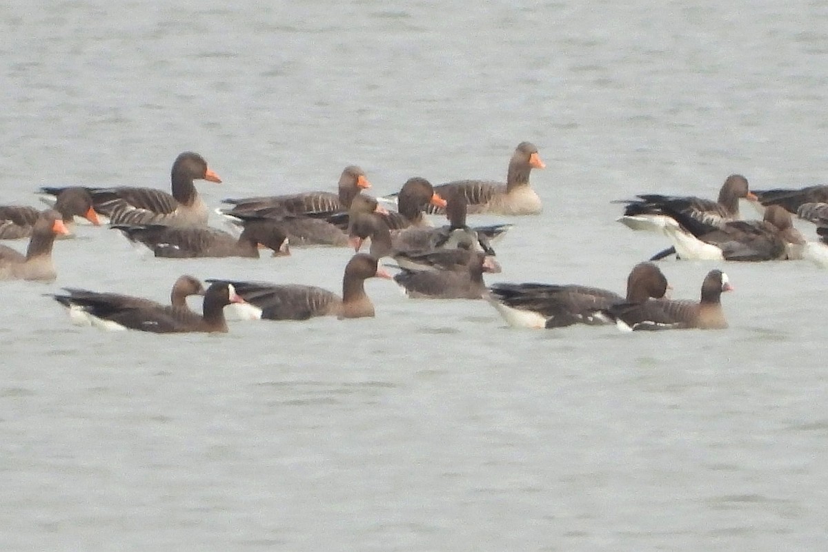 אווז קטן - ML645392925