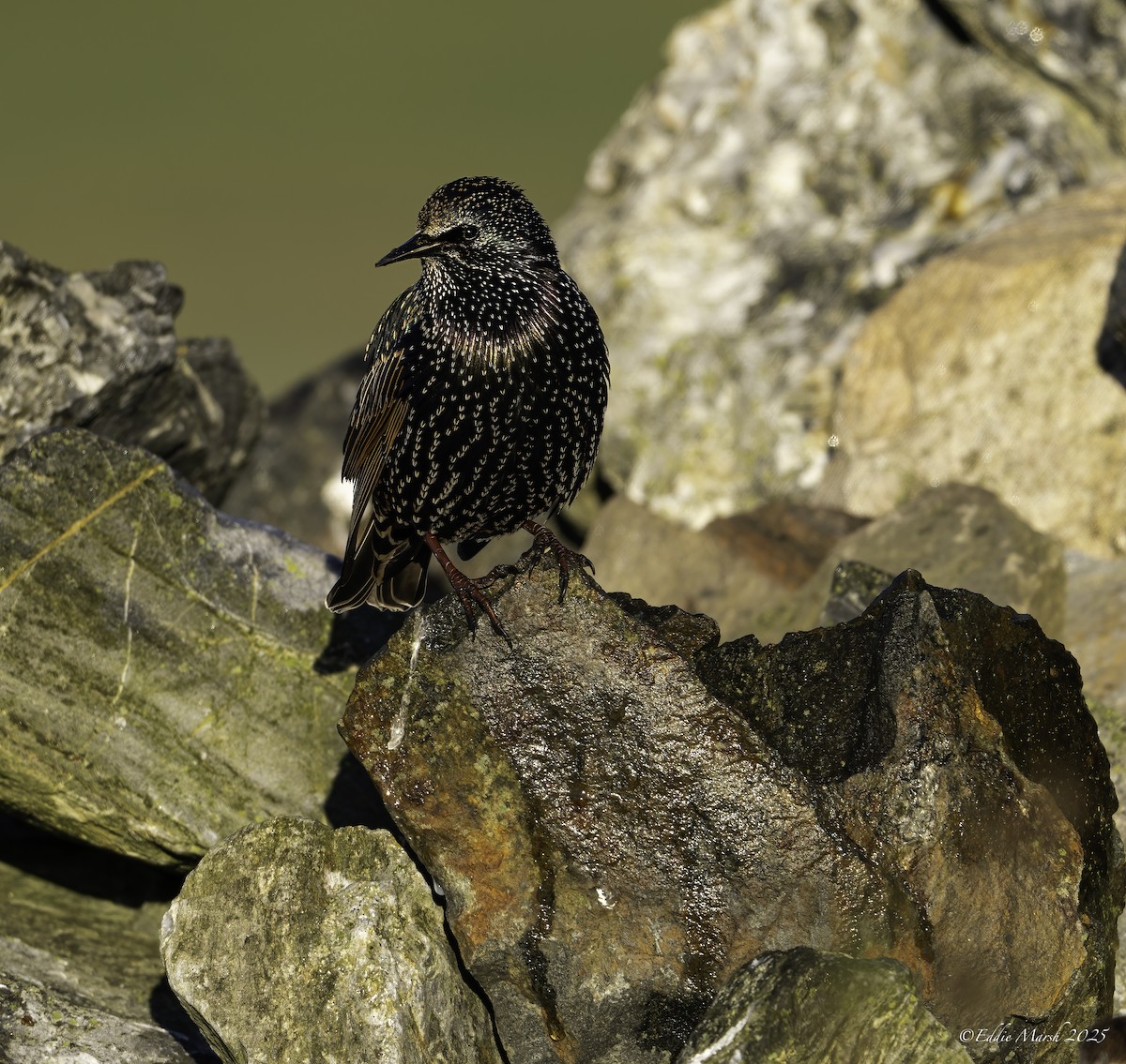 European Starling - ML645392937