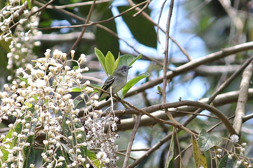 Gray-headed Elaenia - ML645392939