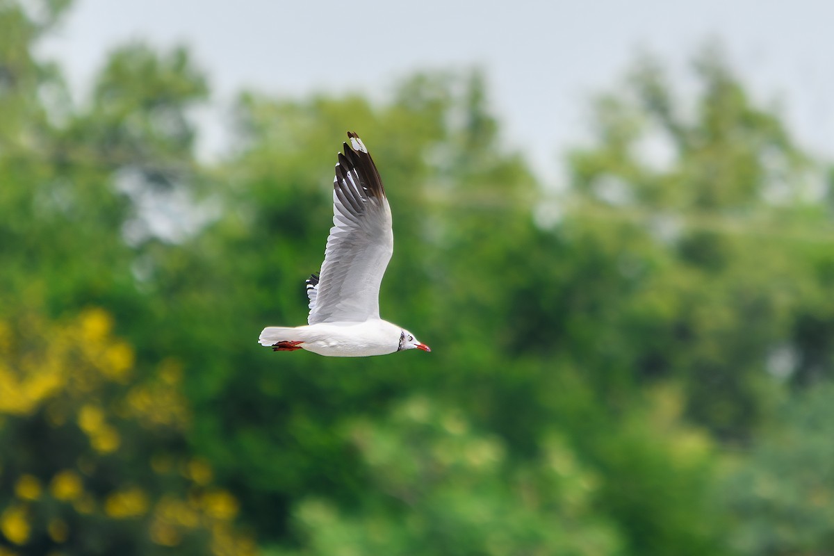 Gaviota Centroasiática - ML645392940
