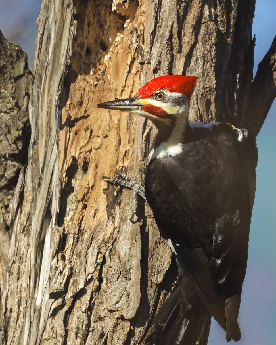 Pileated Woodpecker - ML645392946
